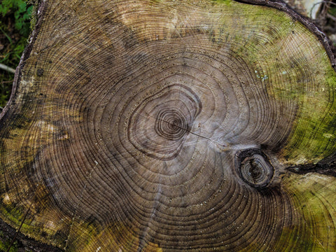 fa évgyűrűi